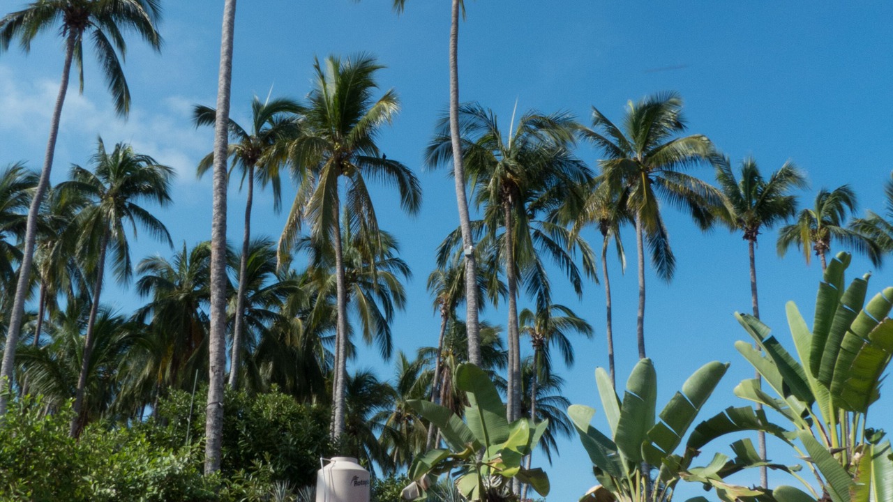 Photo of Outdoor in Chacala