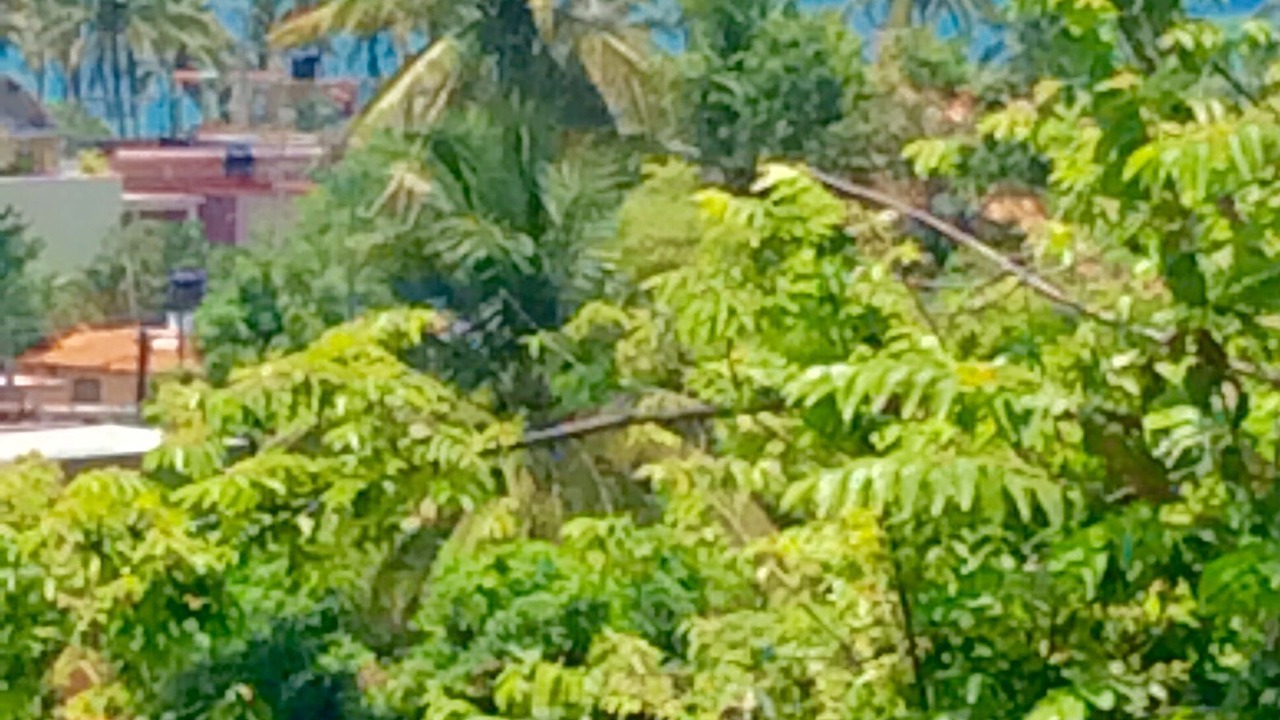 Photo of Others in La Manzanilla