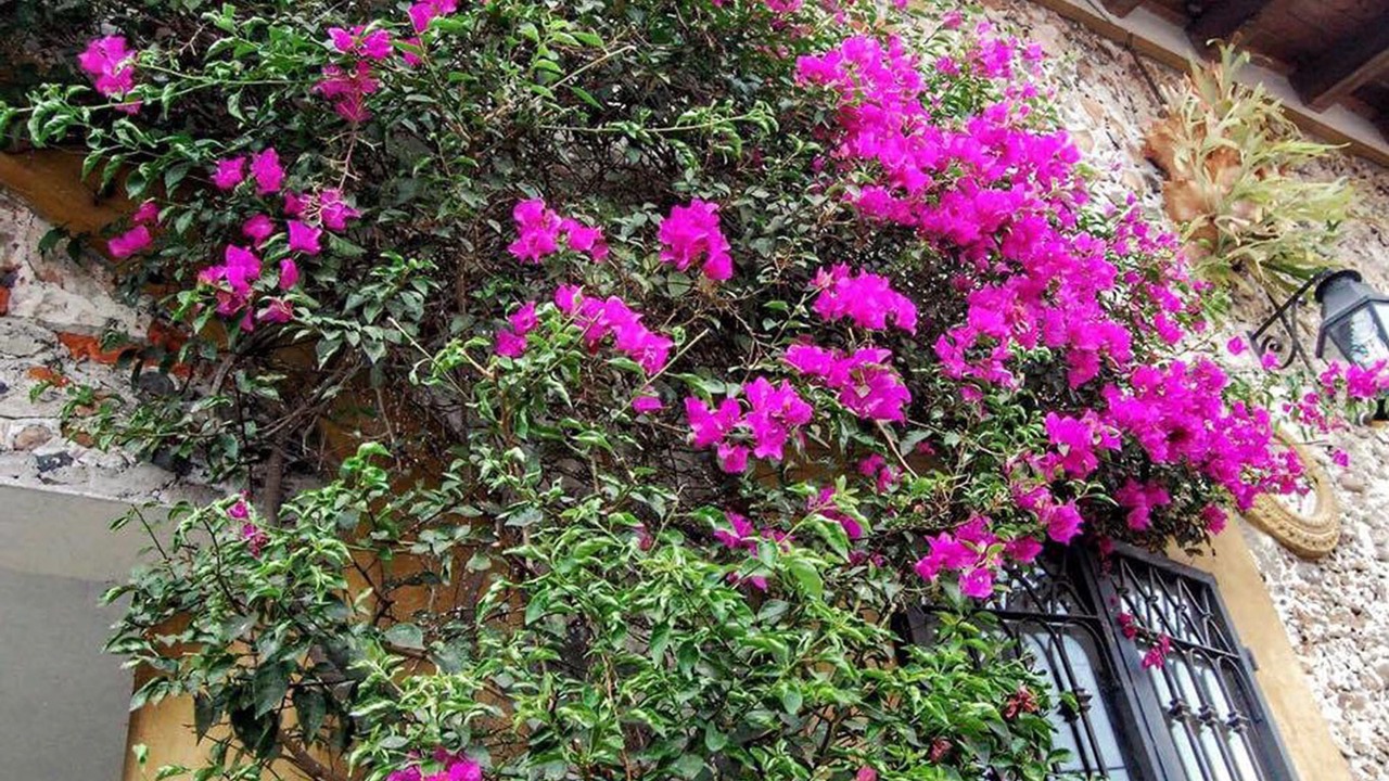 Photo of Outdoor in Coatepec