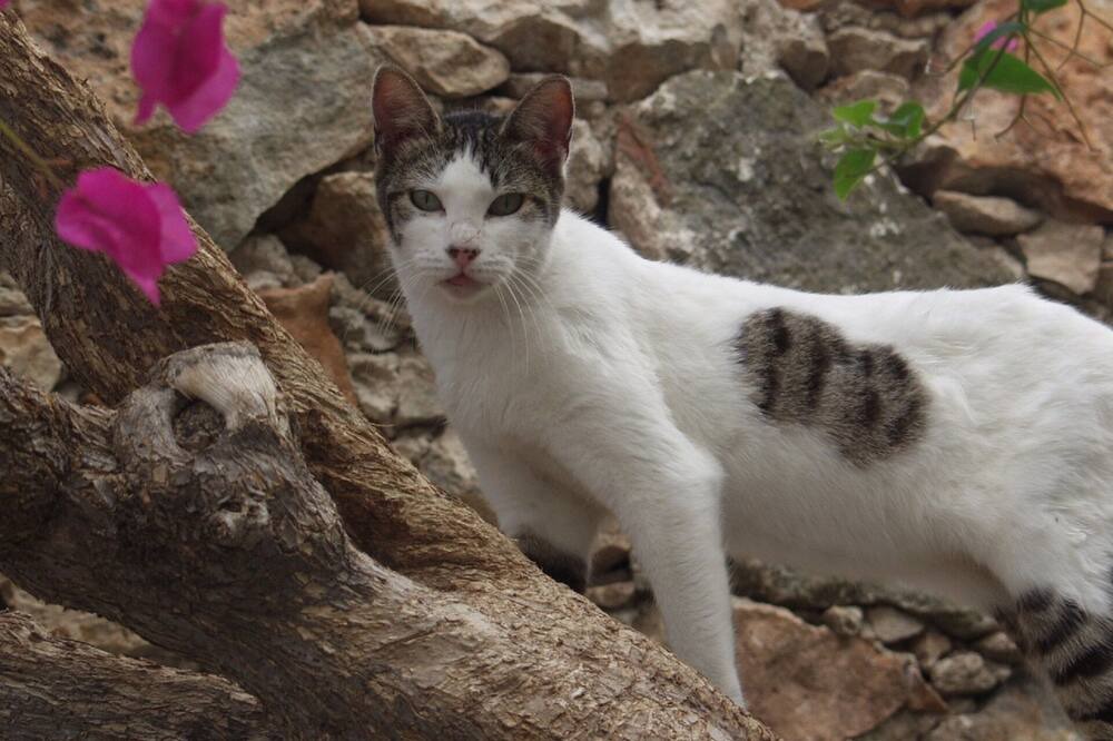 Photo of Outdoor in Barrio de Santiago