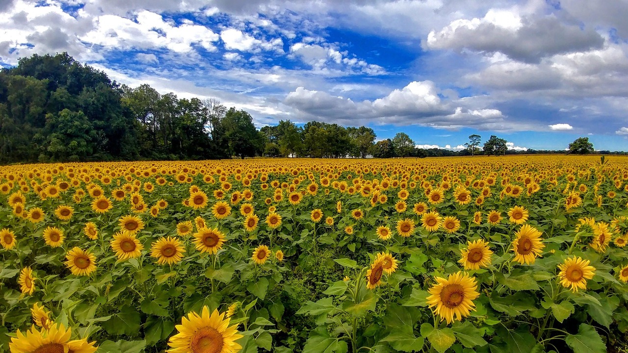 Photo of Outdoor in Yellow Springs