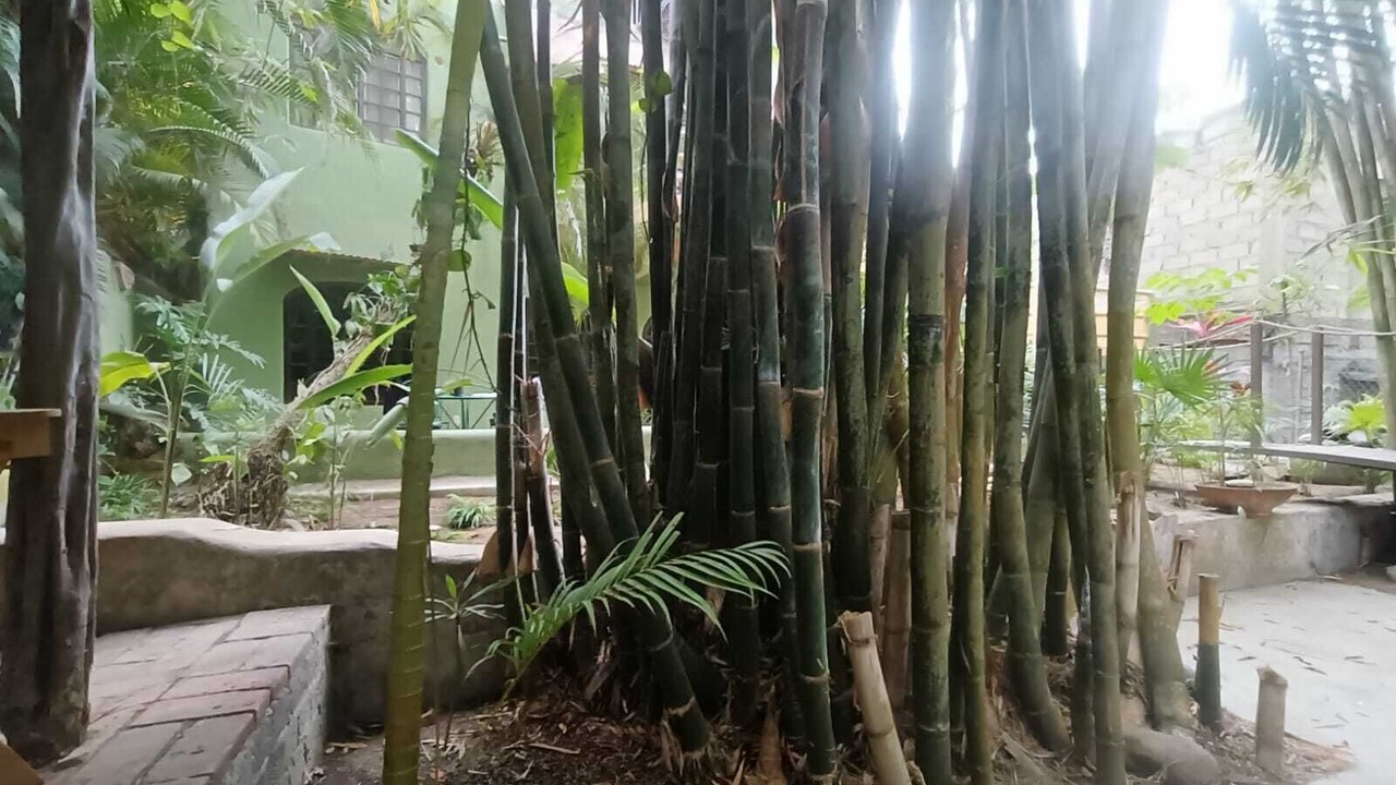 Photo of Outdoor in Sayulita