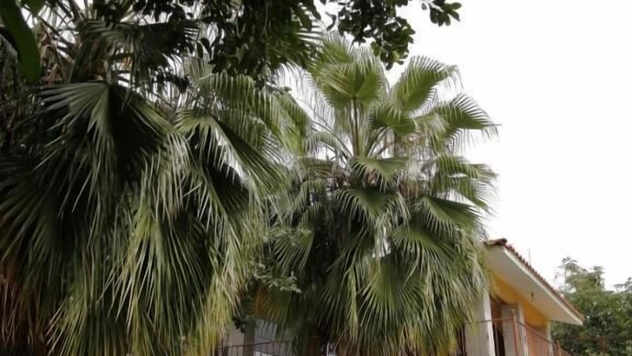 Photo of Outdoor in Cuautla