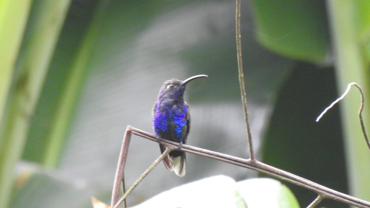 Photo of Outdoor in Coatepec