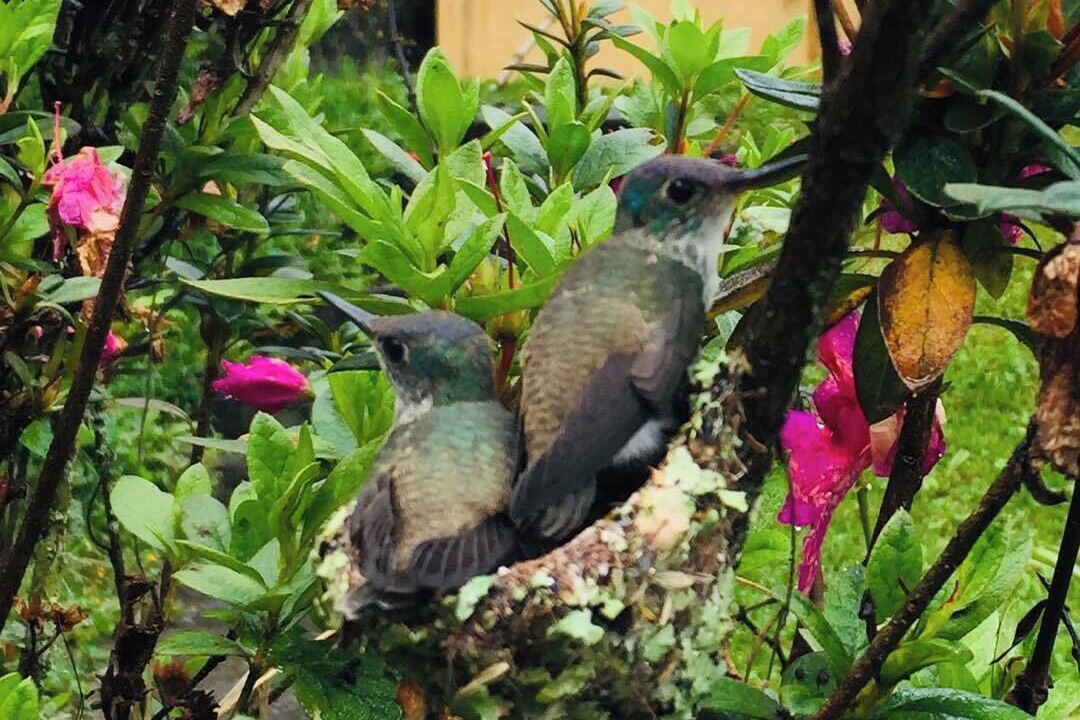 Photo of Outdoor in Coatepec