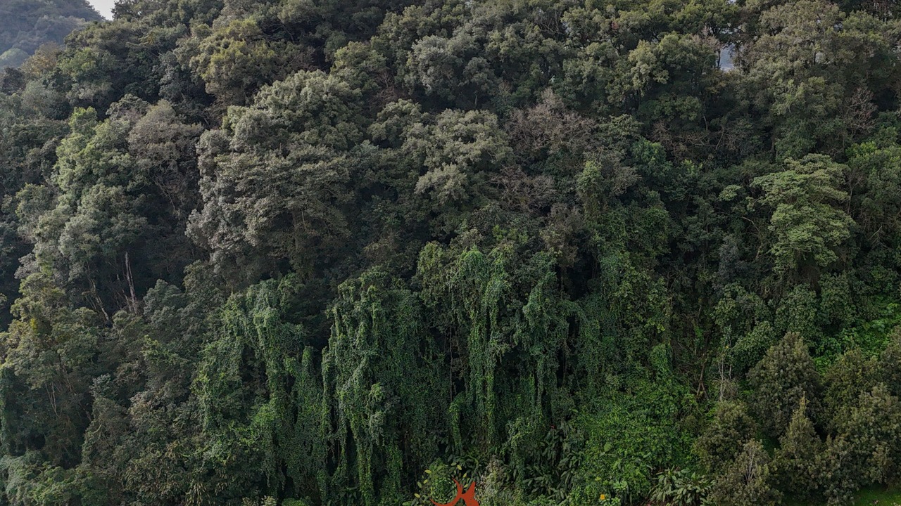 Photo of Outdoor in Coatepec
