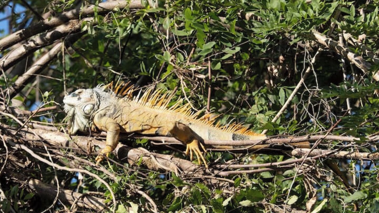 Photo of Others in Yelapa