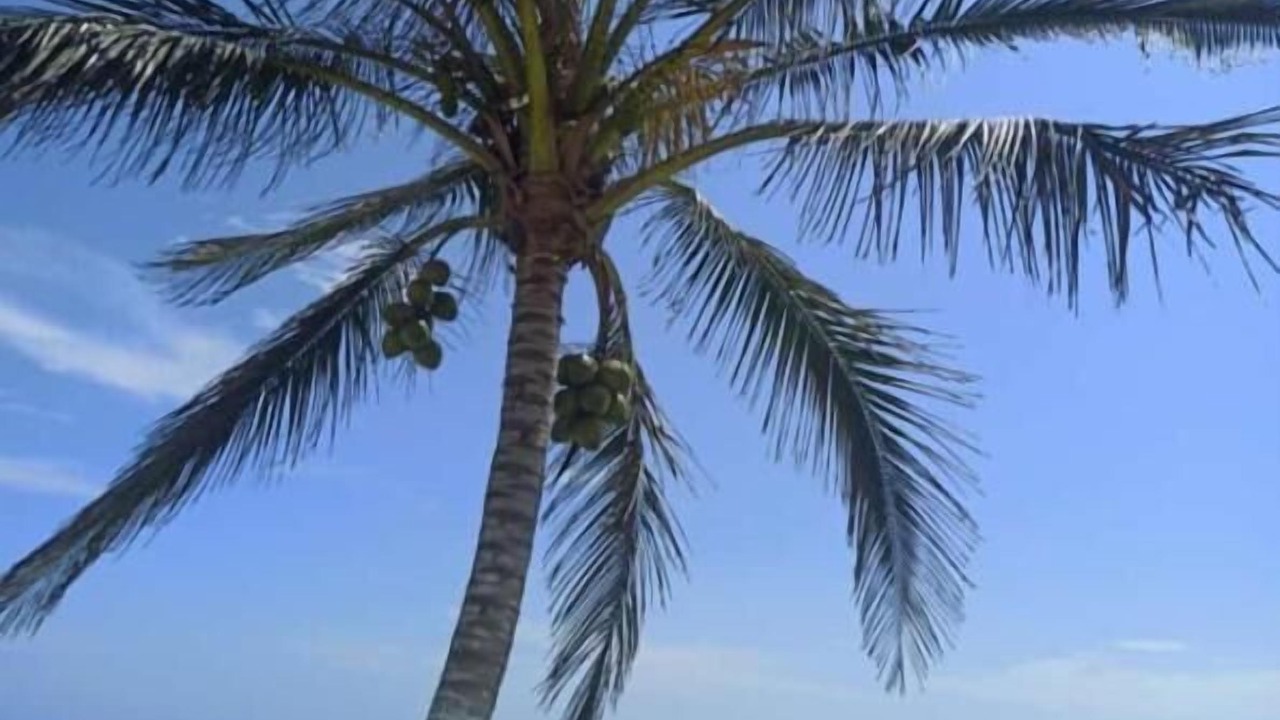 Photo of Others in Tecolutla