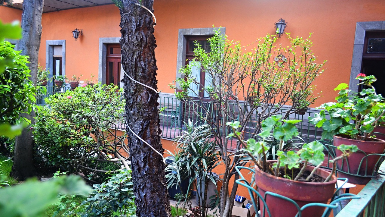 Photo of Outdoor in San Miguel Chapultepec