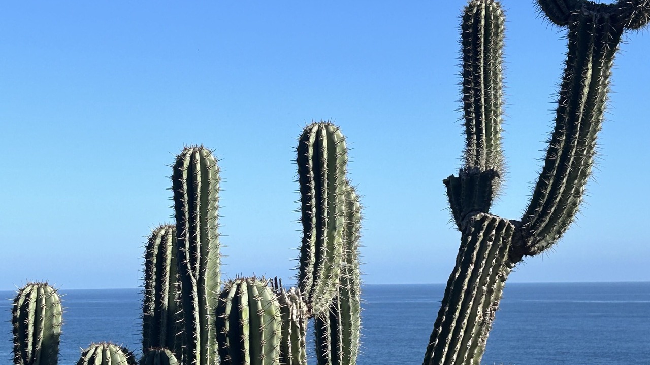 Photo of Others in Mazunte