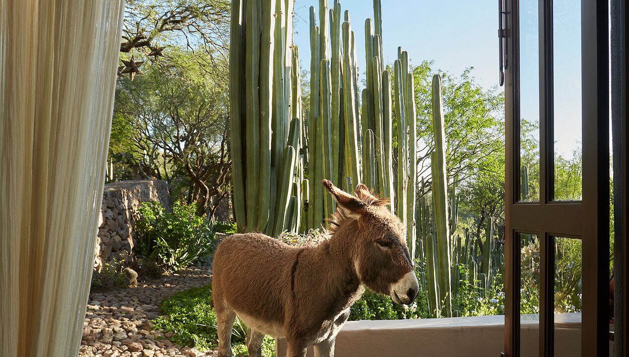 Photo of Others in San Miguel de Allende