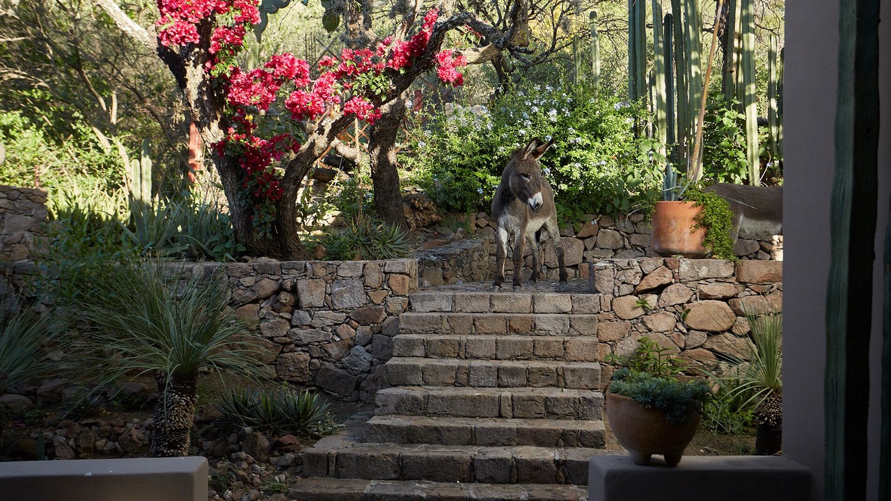 Photo of Others in San Miguel de Allende