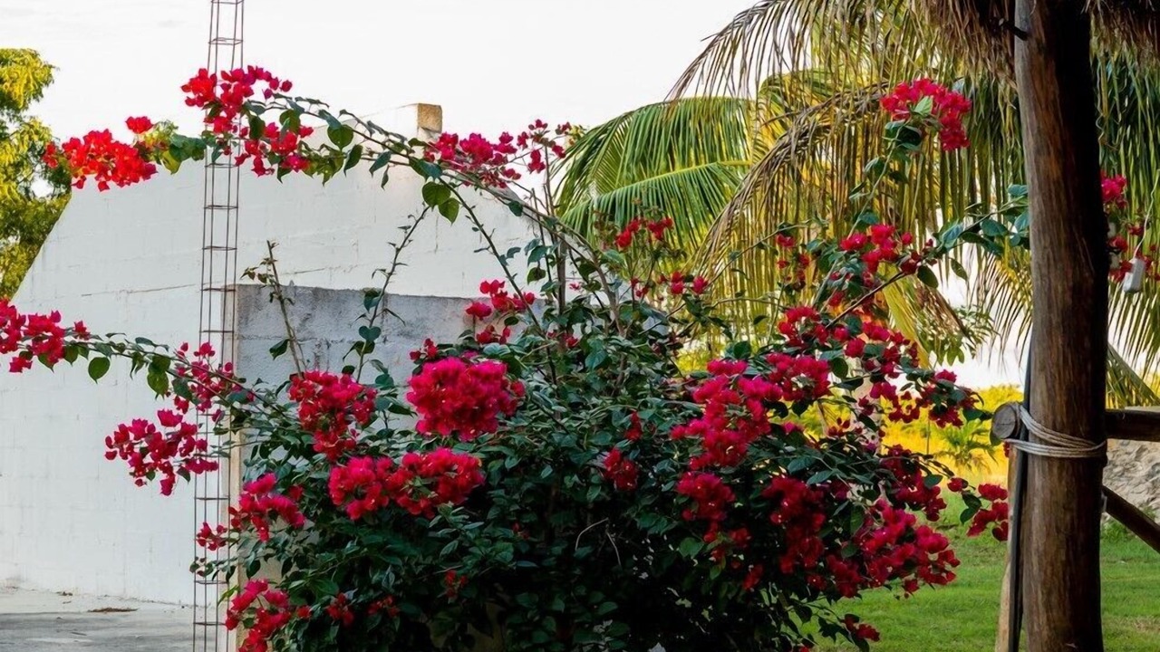 Photo of Others in Izamal