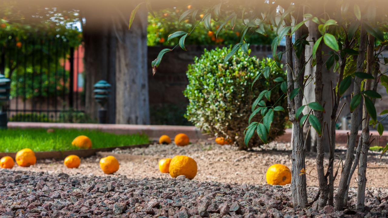 Photo of Outdoor in Tucson