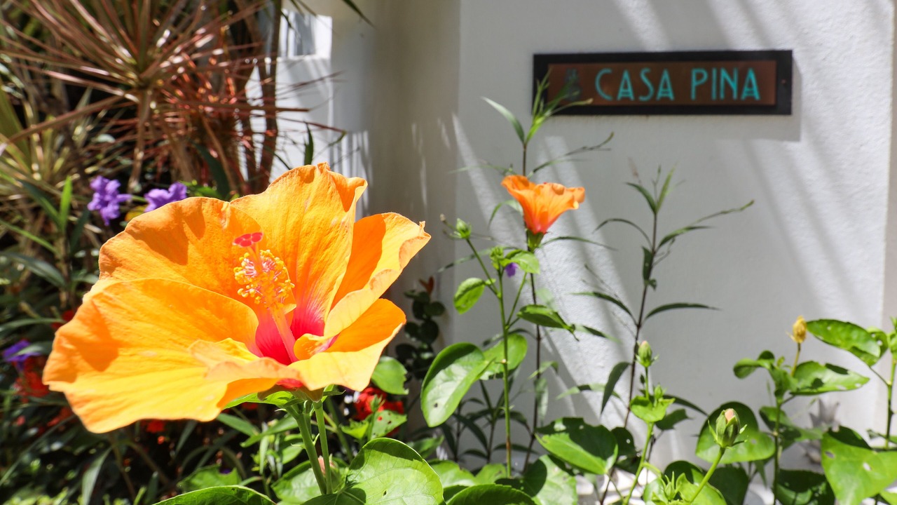 Photo of Outdoor in Chacala