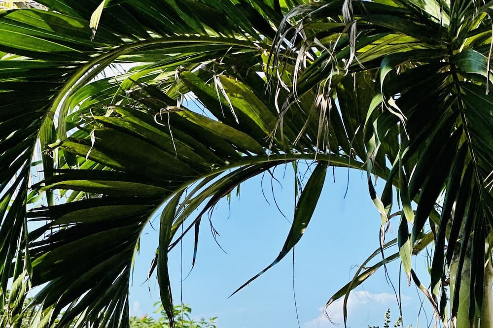 Photo of Outdoor in Sisal