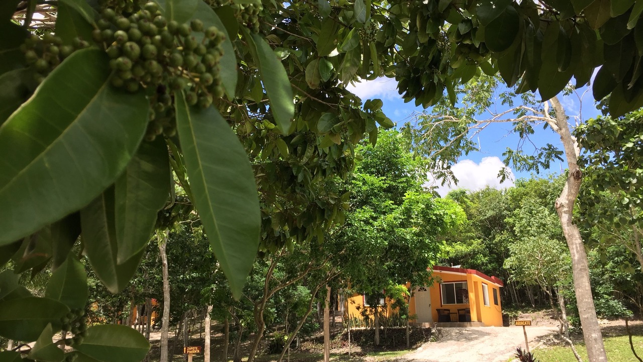 Photo of Outdoor in Xpujil