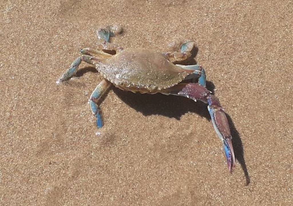 Photo of Others in Brisas del Golfo