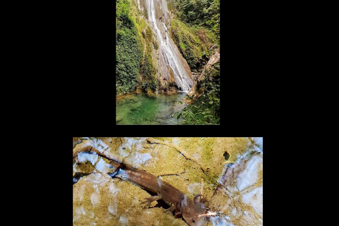 Photo of Others in Pinal de Amoles