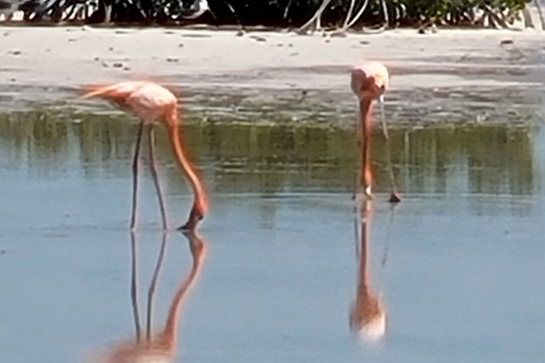 Photo of Others in Chuburna Puerto
