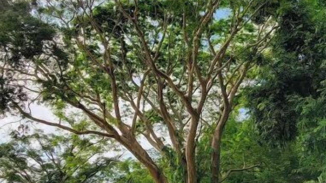 Photo of Outdoor in Boca de Tomatlan