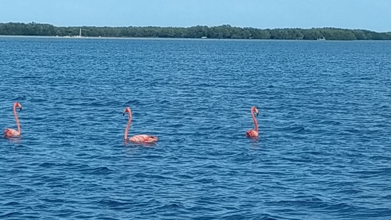 Photo of Others in Chuburna Puerto
