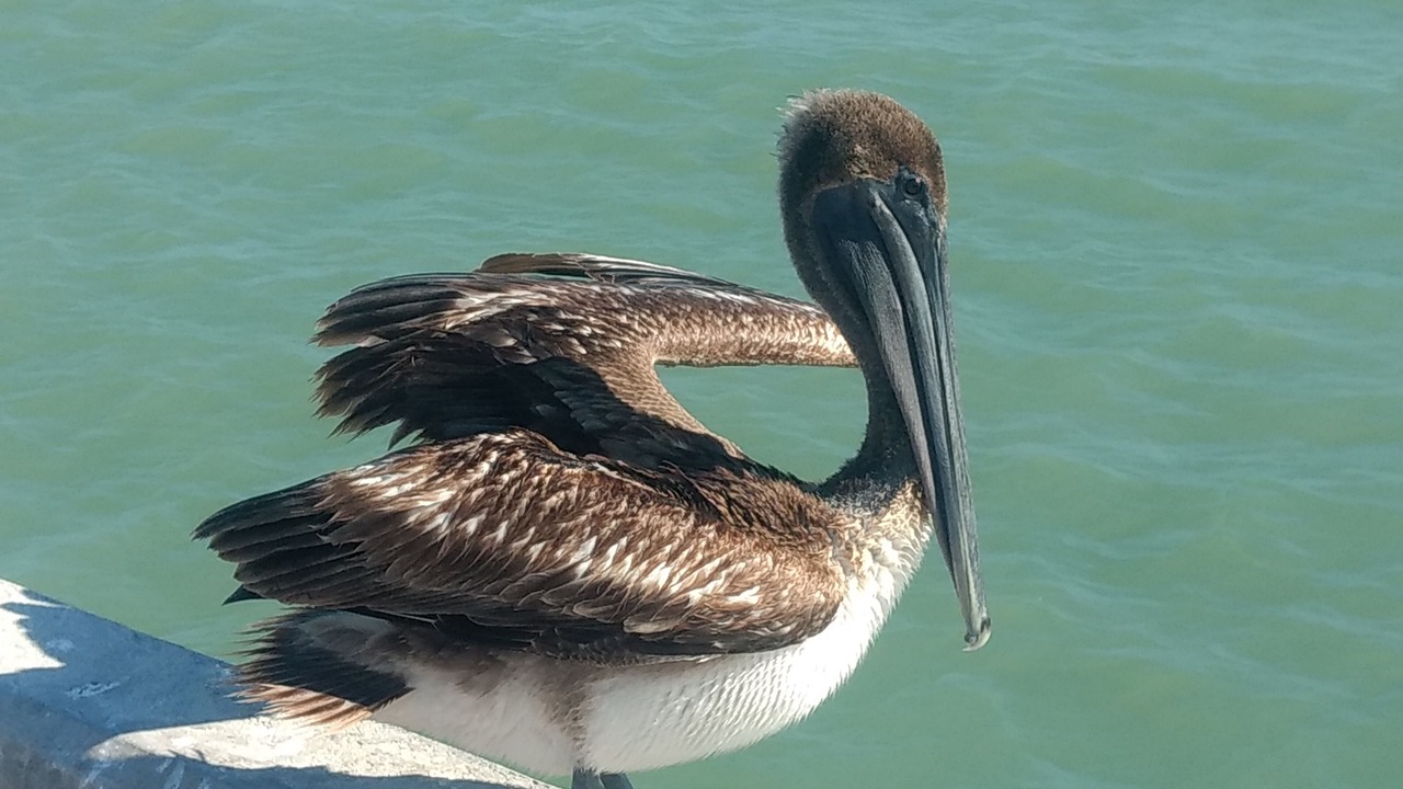 Photo of Others in Chuburna Puerto