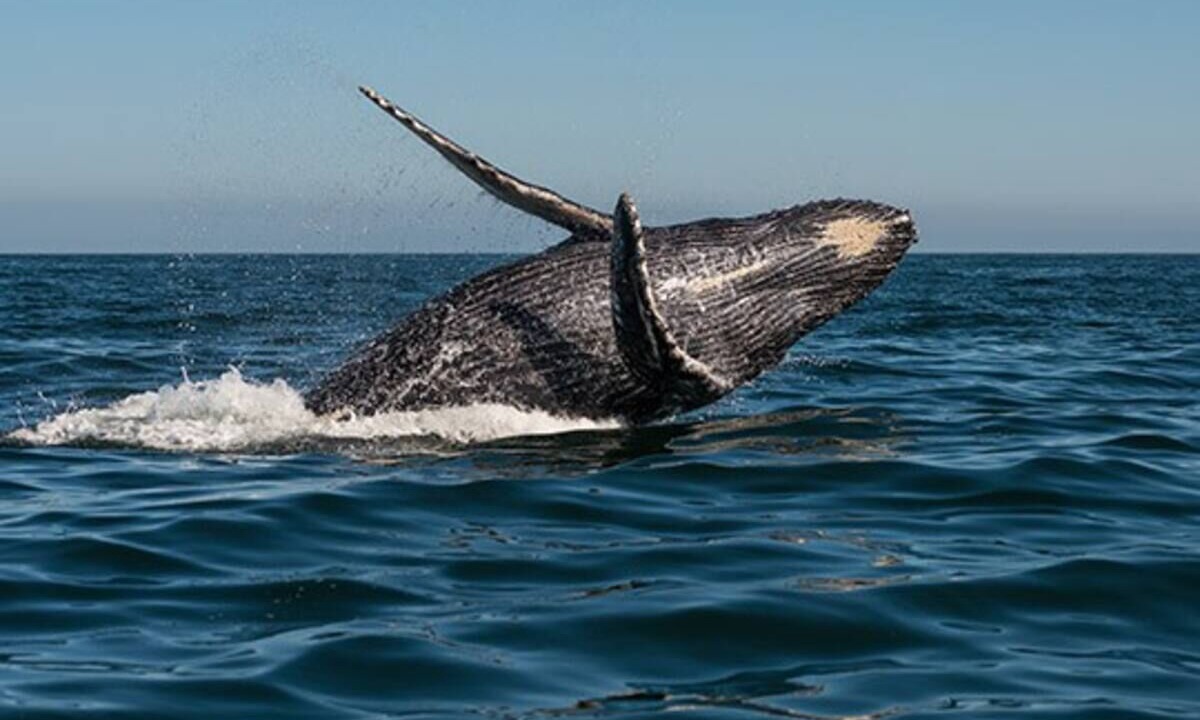 Photo of Others in Marina Vallarta