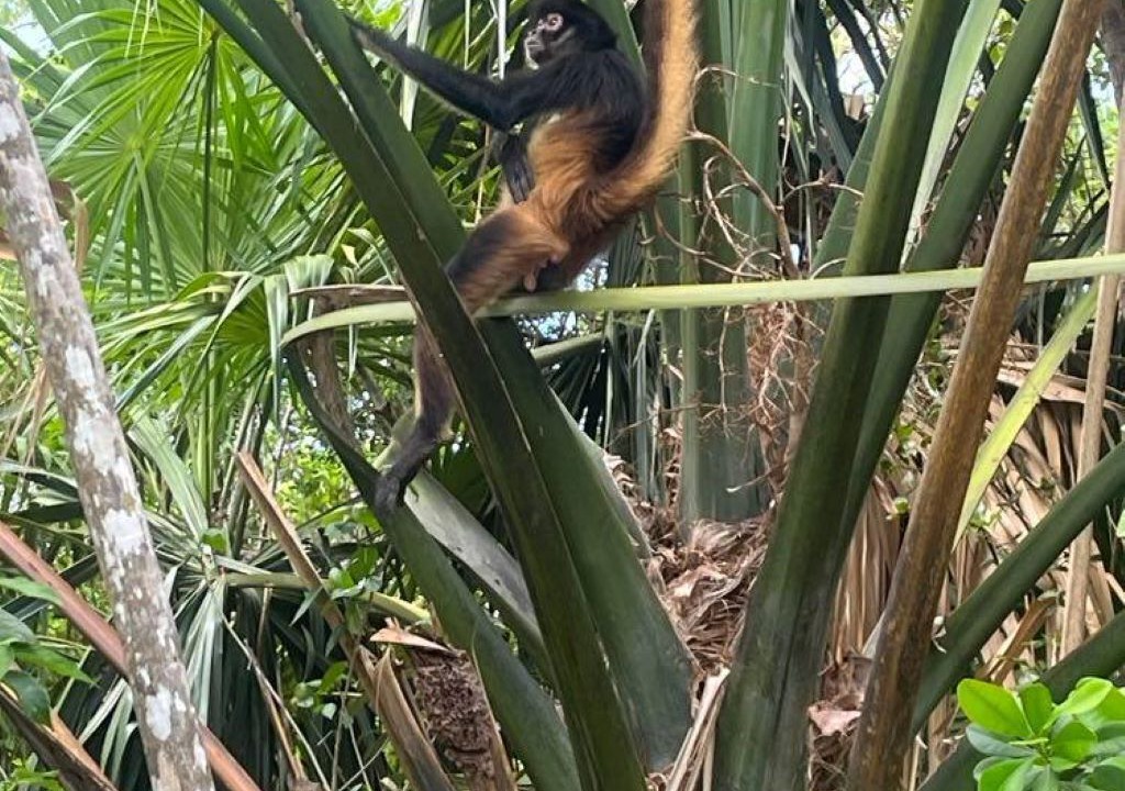 Photo of Outdoor in Mexico