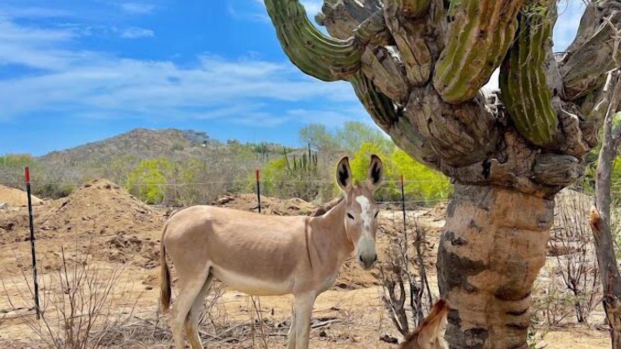 Photo of Others in Los Zacatitos
