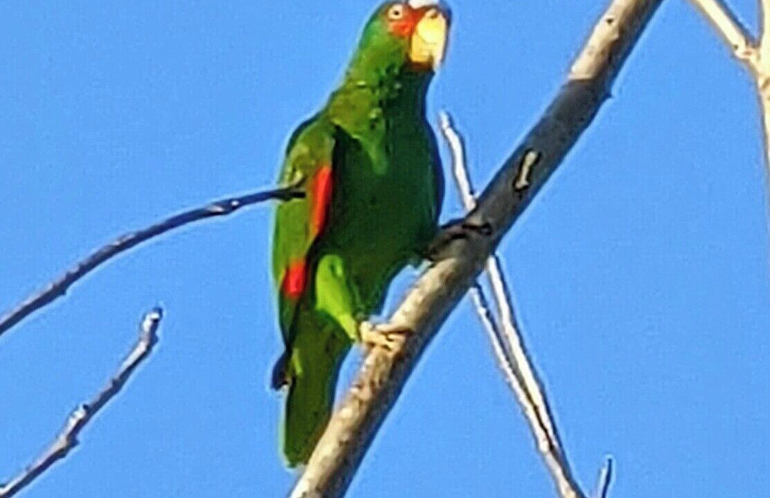 Photo of Others in Chichen Itza - Valladolid
