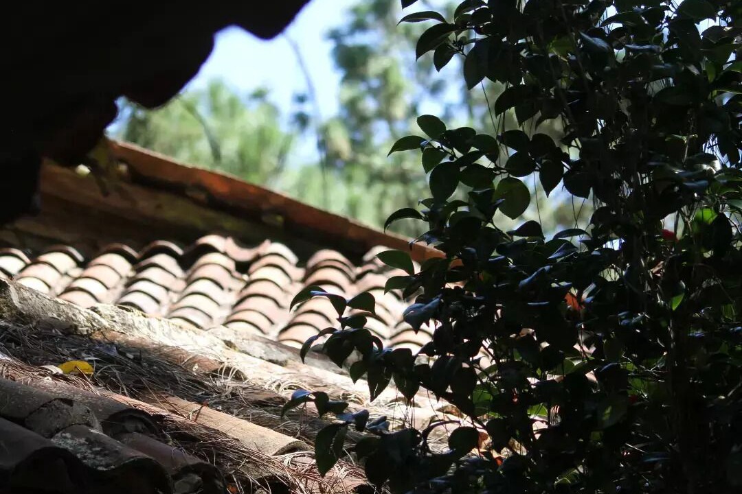 Photo of Outdoor in Tapalpa