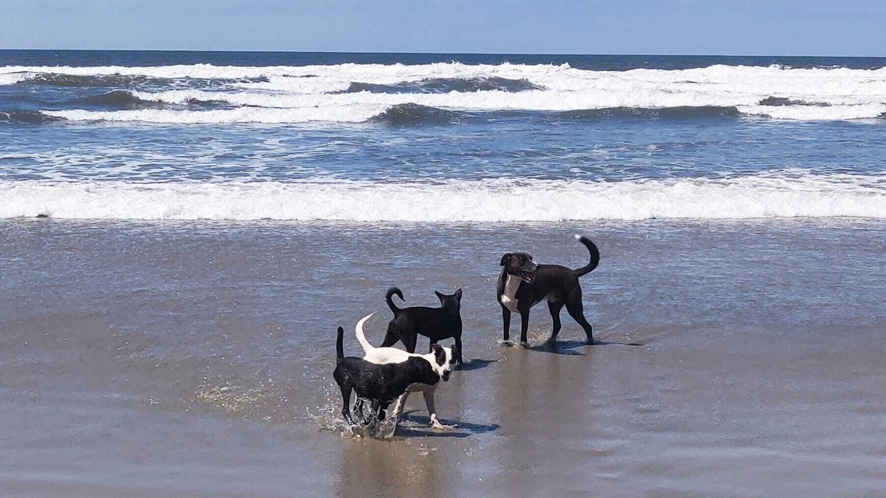 Photo of Others in San Quintin