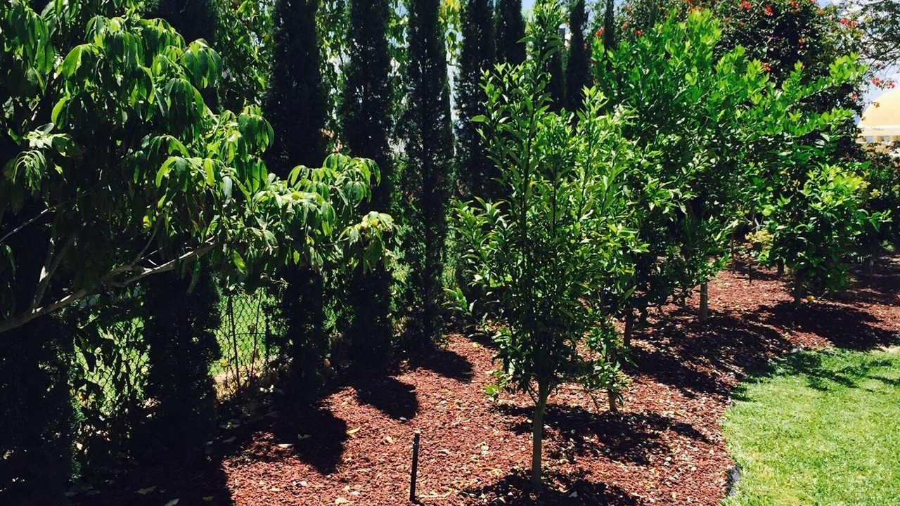 Photo of Outdoor in Ajijic