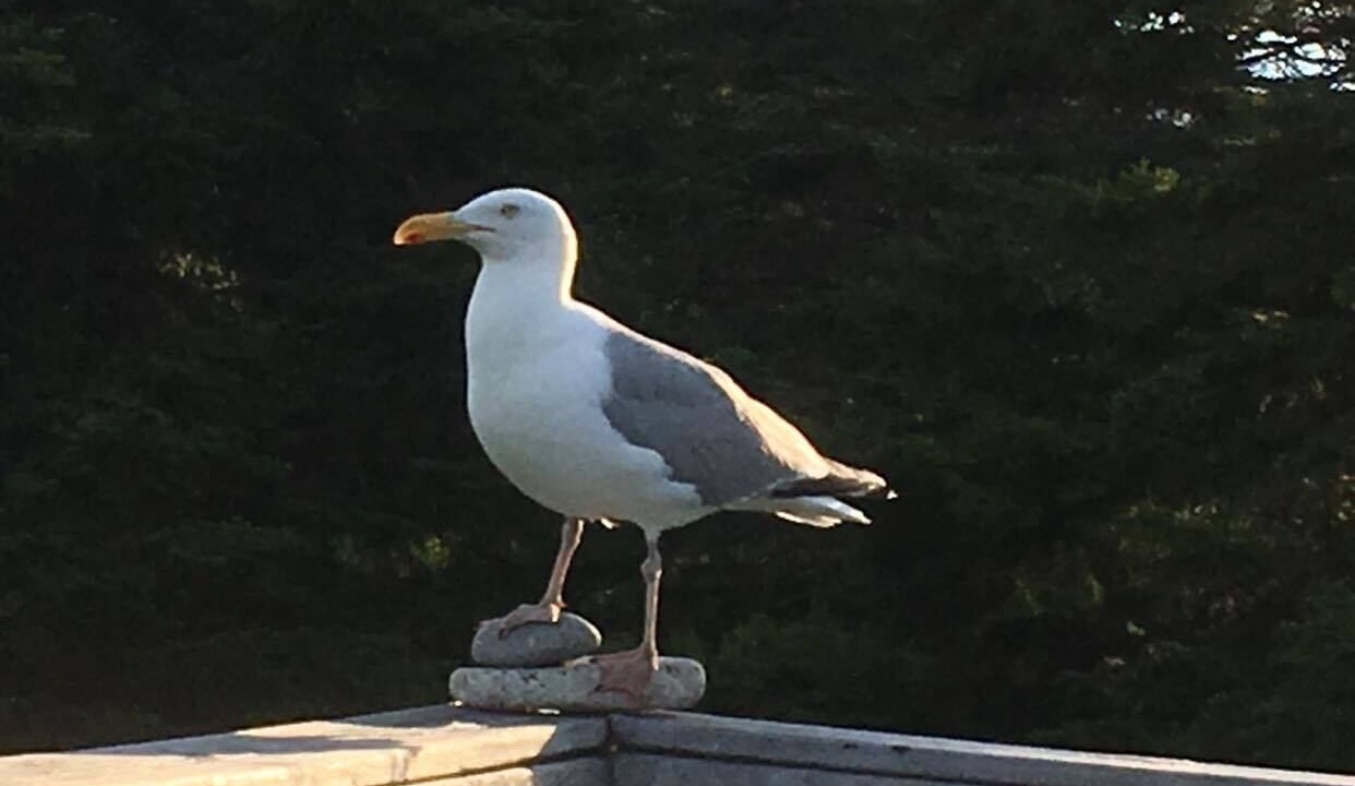 Photo of Others in Winter Harbor