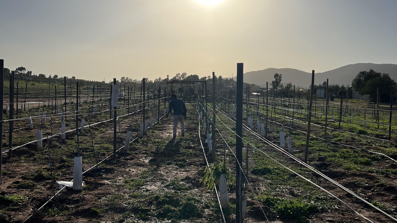 Photo of Others in Valle de Guadalupe