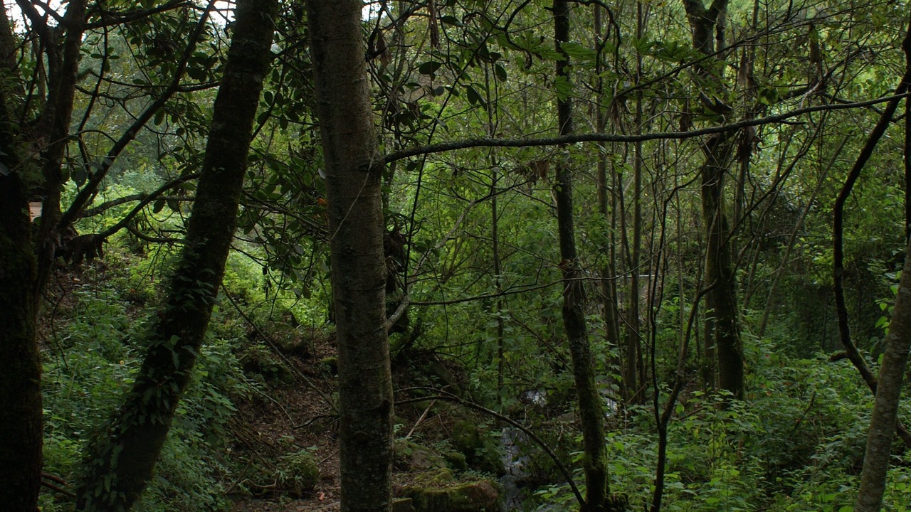 Photo of Outdoor in Charo