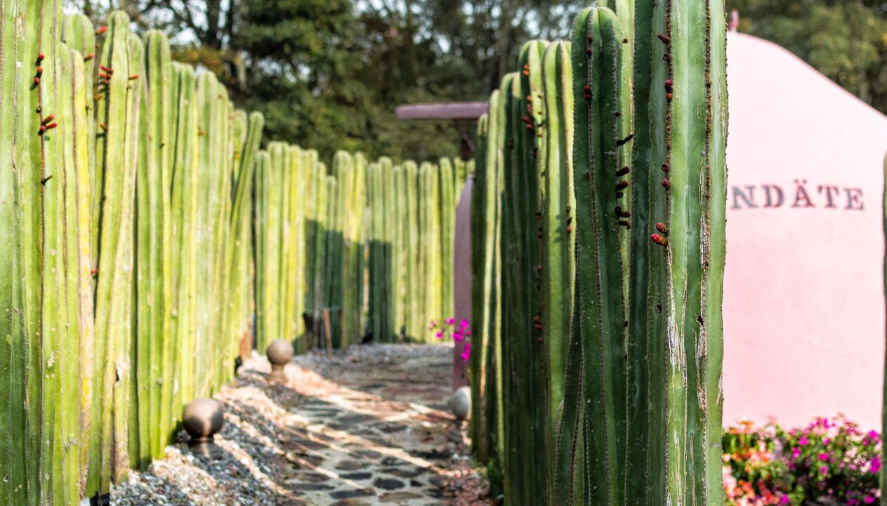 Photo of Others in Mexico
