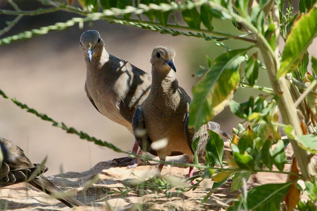 Photo of Others in Tucson