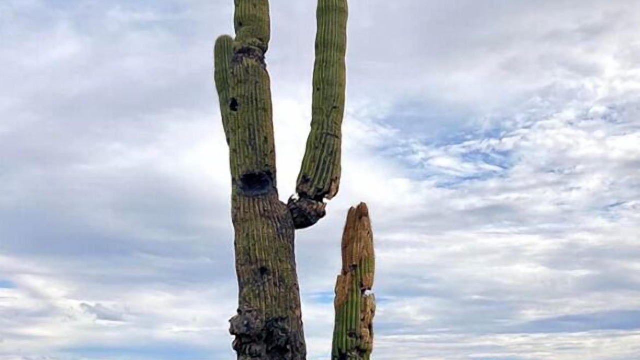 Photo of Outdoor in Tucson