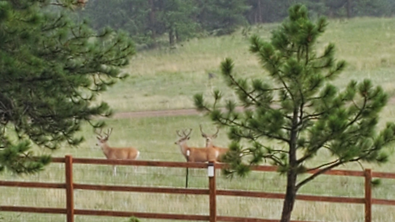 Photo of Outdoor in Florissant