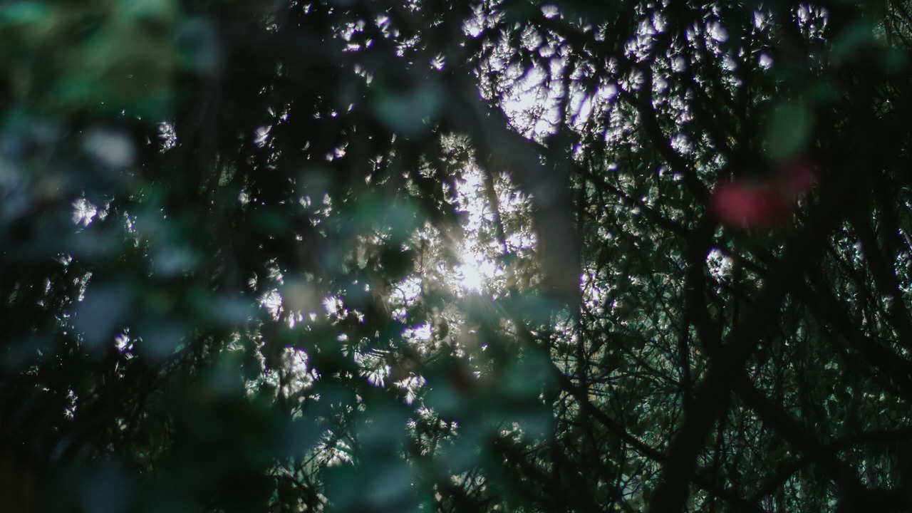 Photo of Outdoor in Zapopan