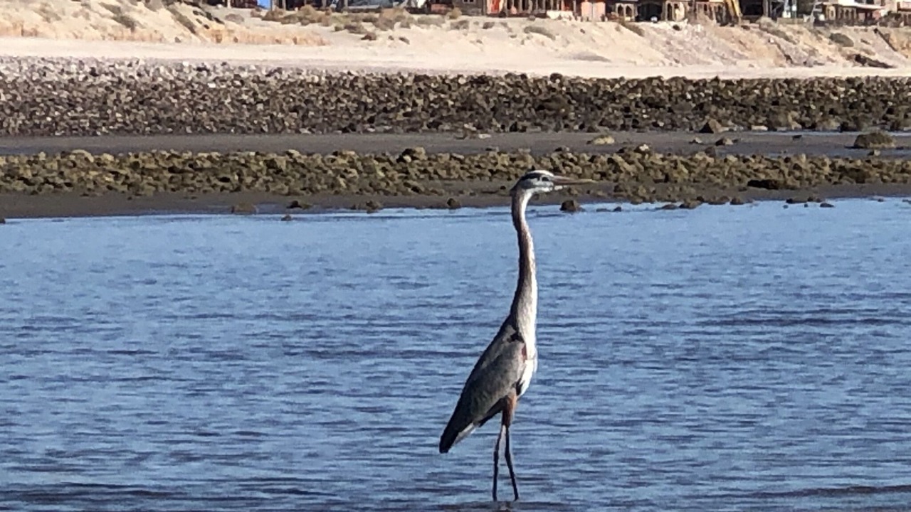 Photo of Others in San Felipe