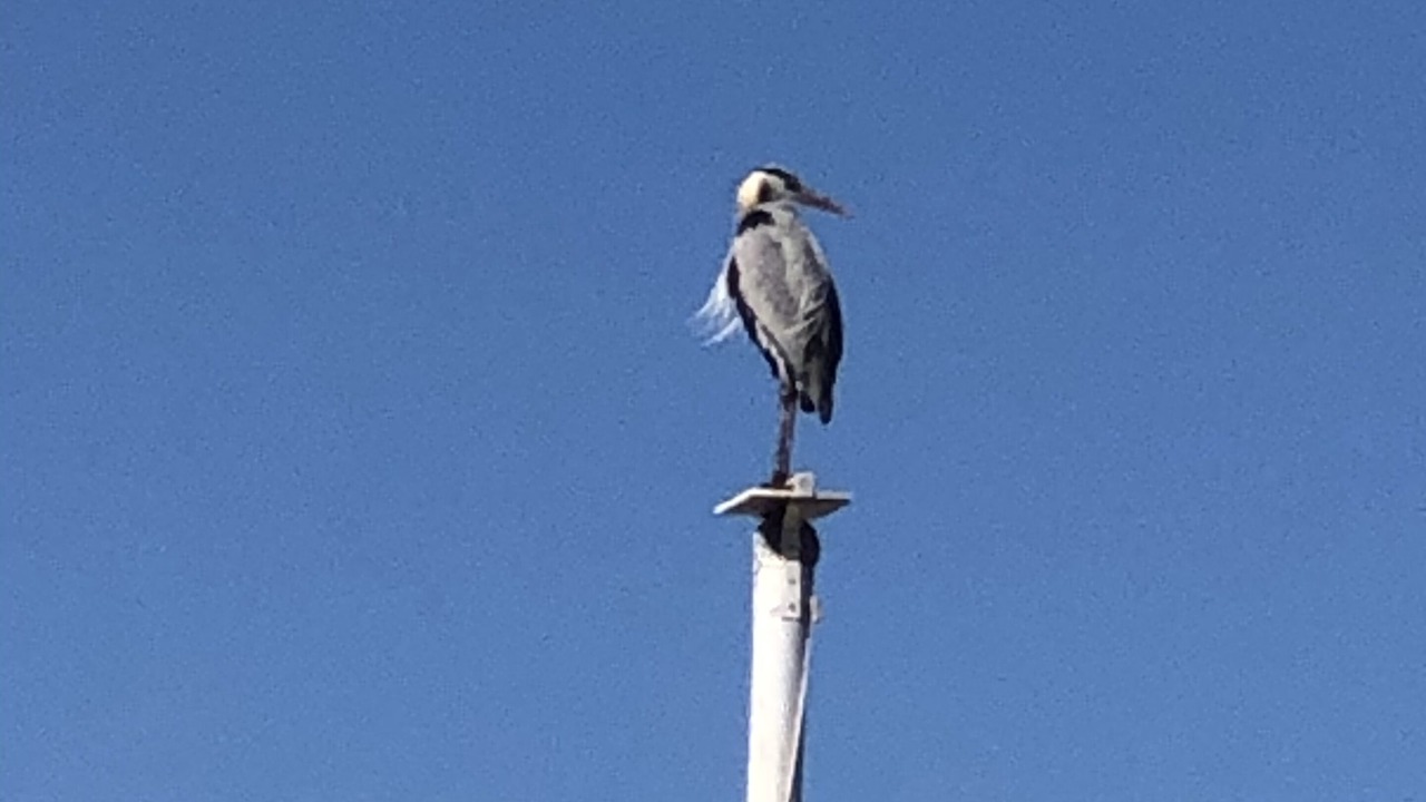 Photo of Others in San Felipe