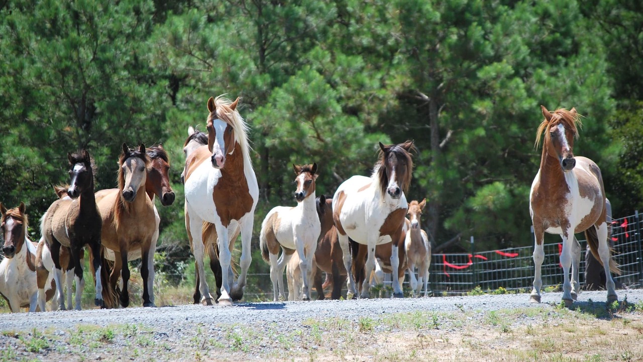 Photo of Others in Chincoteague