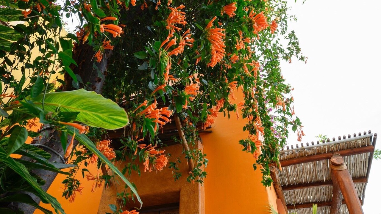 Photo of Outdoor in Mismaloya