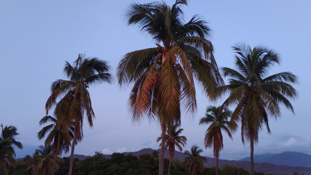 Photo of Others in Manzanillo