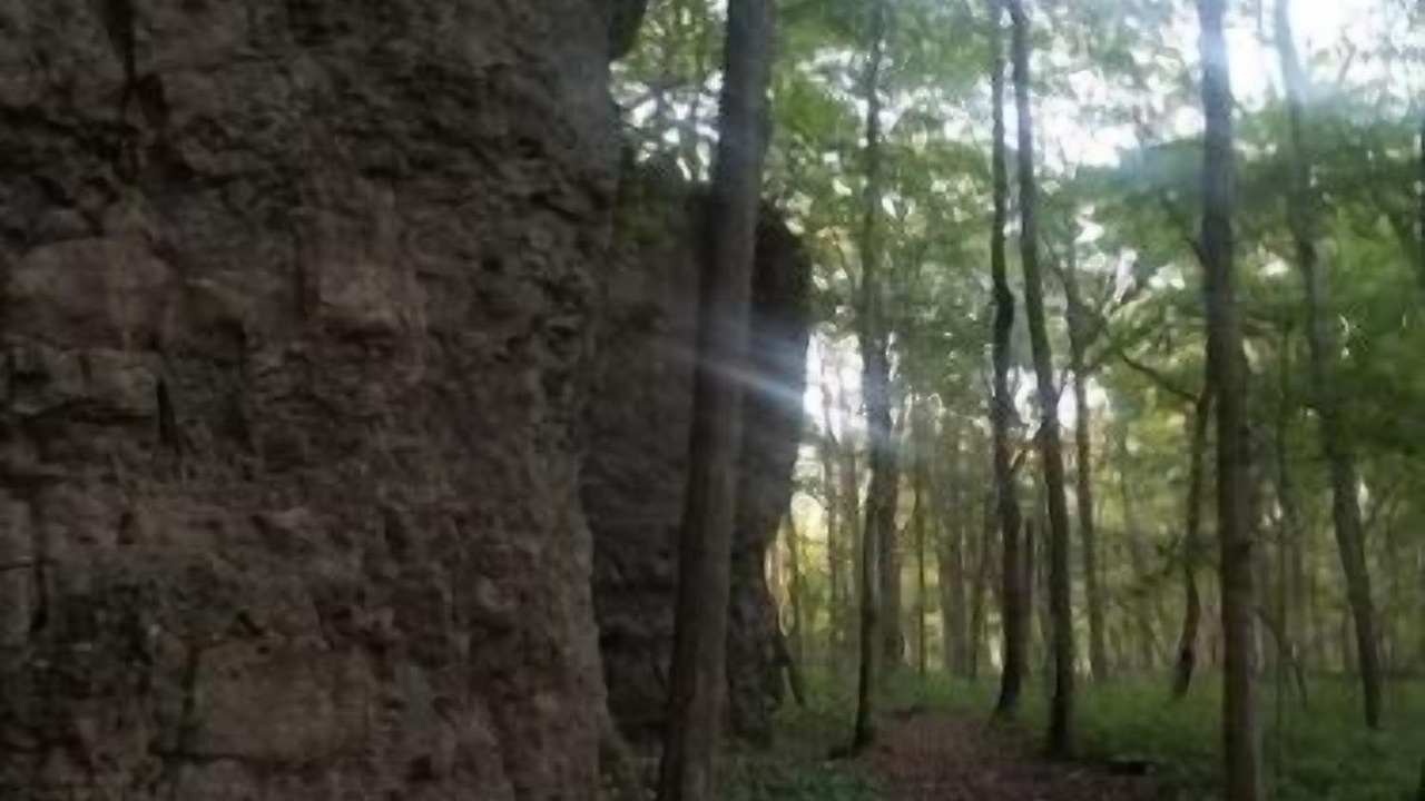 Photo of Others in Cynthiana