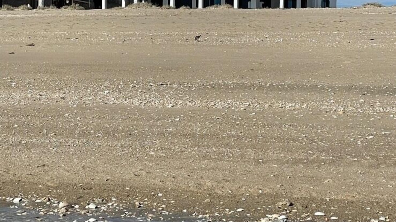 Photo of Others in Puerto Penasco
