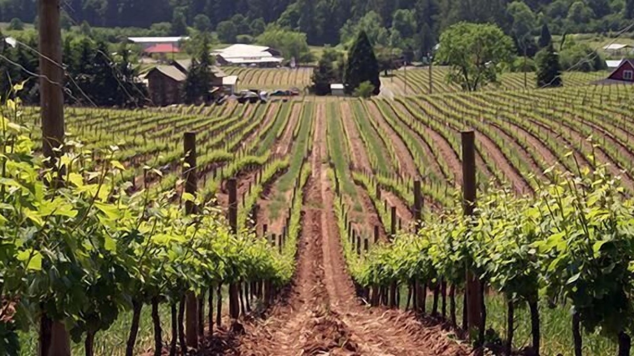 Photo of Others in McMinnville
